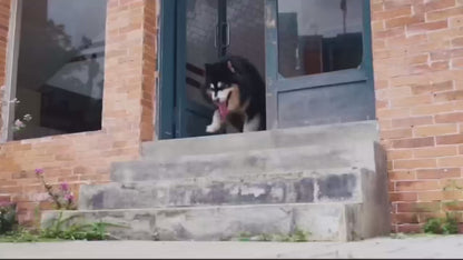 Waterproof Dog Car Seat Cover